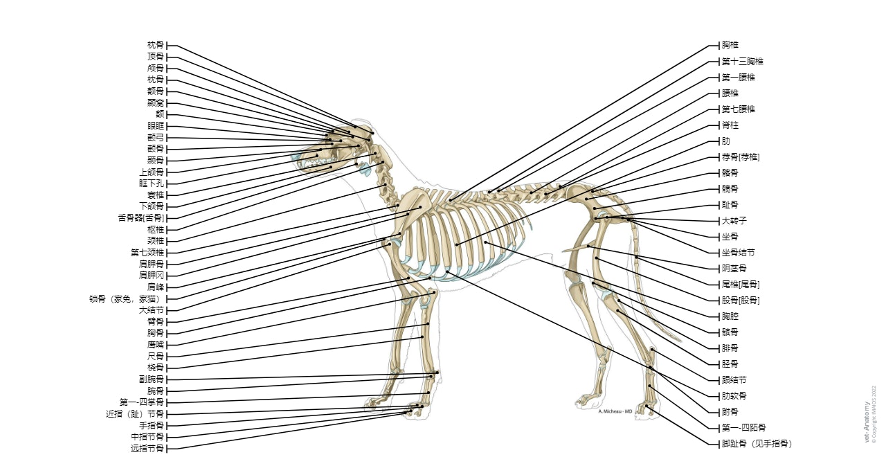 犬三维解剖软件苹果版下载(犬解剖app)-第2张图片-太平洋在线下载