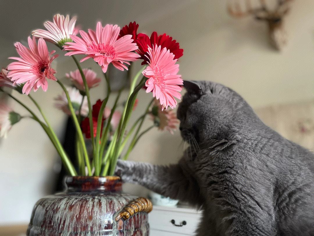 苹果版猫花花葫芦娃苹果版ios下载