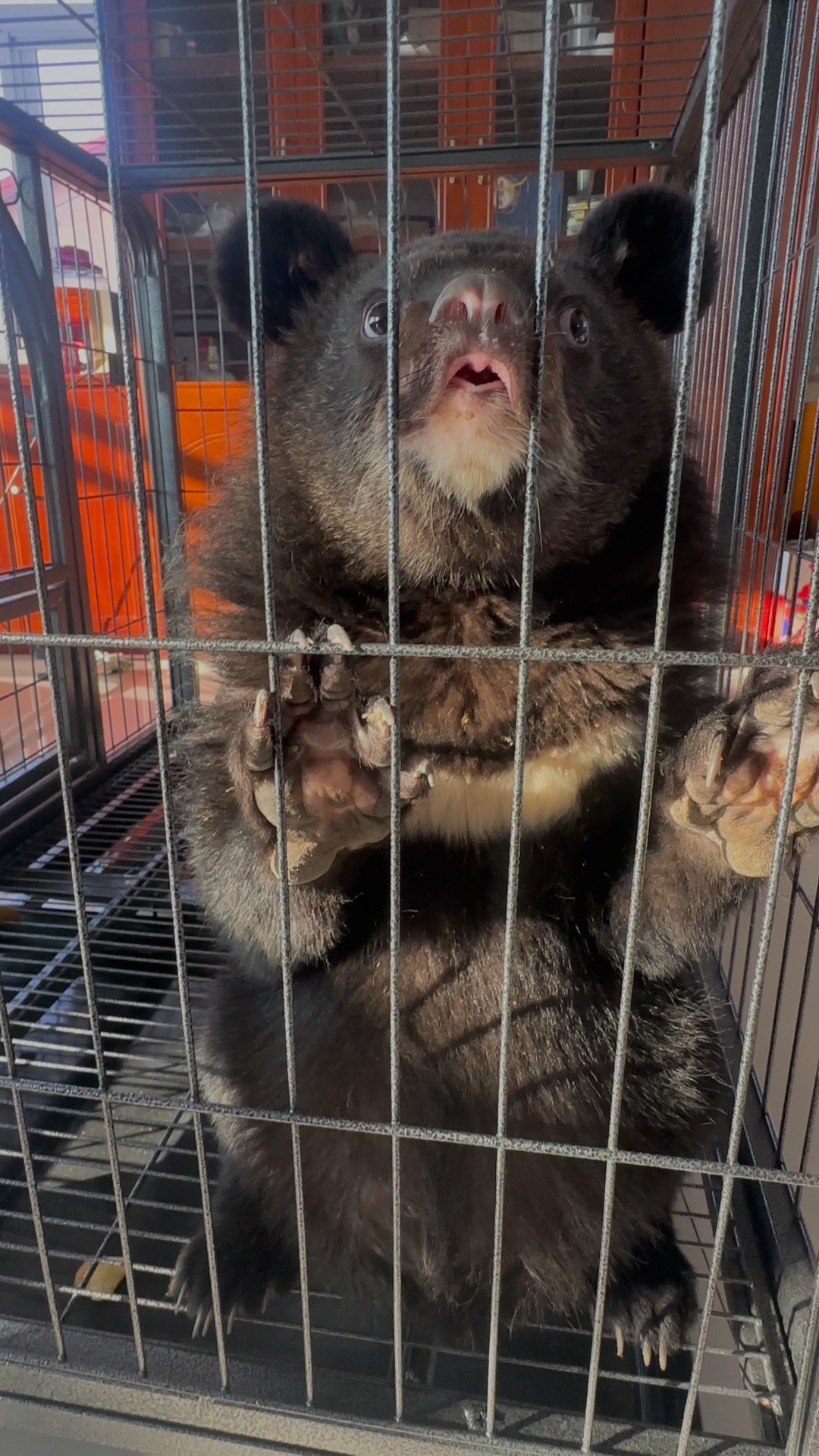 小黑熊商家版苹果(黑熊敲门笔趣阁)-第10张图片-有道翻译官网