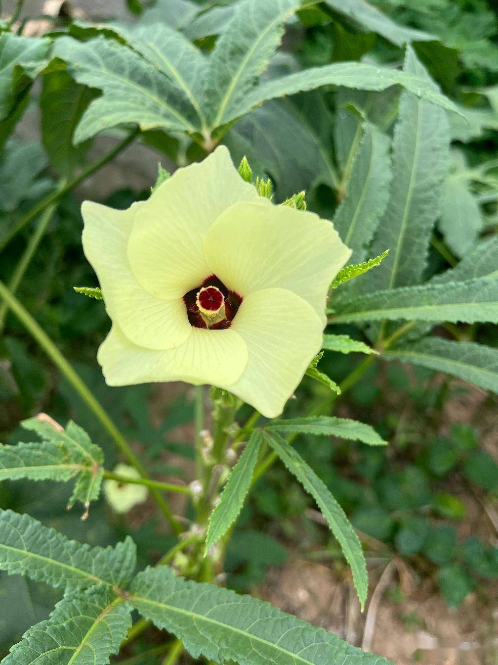 秋葵视频黄苹果版(秋葵视频苹果ios)-第7张图片-有道翻译官网