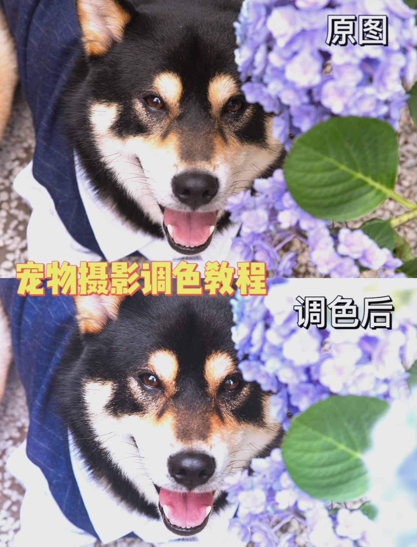 宠物调色教程苹果版(宠物调色教程苹果版下载)-第8张图片-有道翻译官网 宠物调色教程苹果版(宠物调色教程苹果版下载)-第8张图片-有道翻译官网