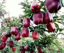 花果园贷款苹果版(花果园贷款app下款1040怎么办)-第15张图片-有道翻译官网 花果园贷款苹果版(花果园贷款app下款1040怎么办)-第15张图片-有道翻译官网