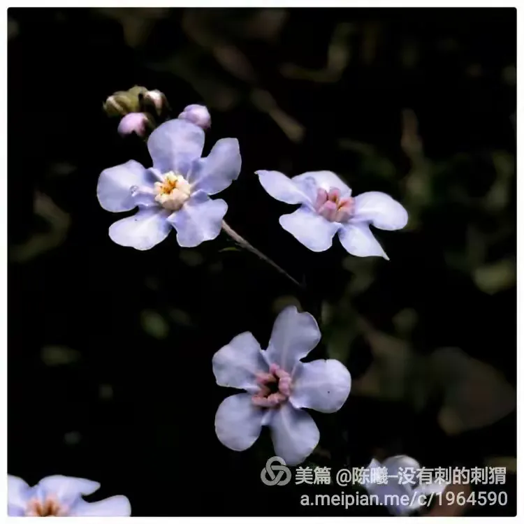 随花花苹果版与安卓版(官方正版小小花店赚钱游戏)-第2张图片-有道翻译官网