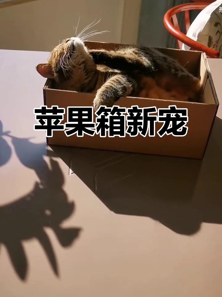 苹果箱美国版(美版苹果包装盒图片)-第21张图片-有道翻译官网 苹果箱美国版(美版苹果包装盒图片)-第21张图片-有道翻译官网