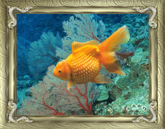 苹果版鱼儿动态壁纸(苹果版鱼儿动态壁纸怎么设置)-第5张图片-有道翻译官网